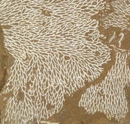 Ordovician Bryozoans (Chasmatopora) Plate - Estonia #89753